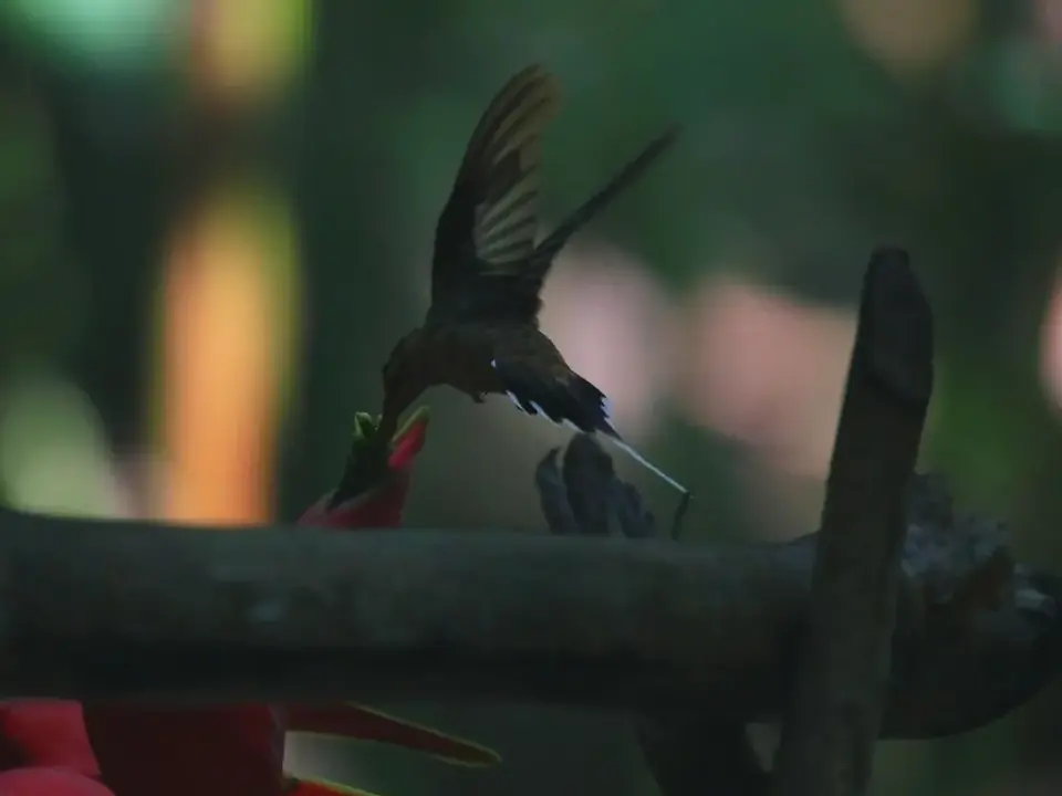 Colibrí en vuelo junto a una flor roja