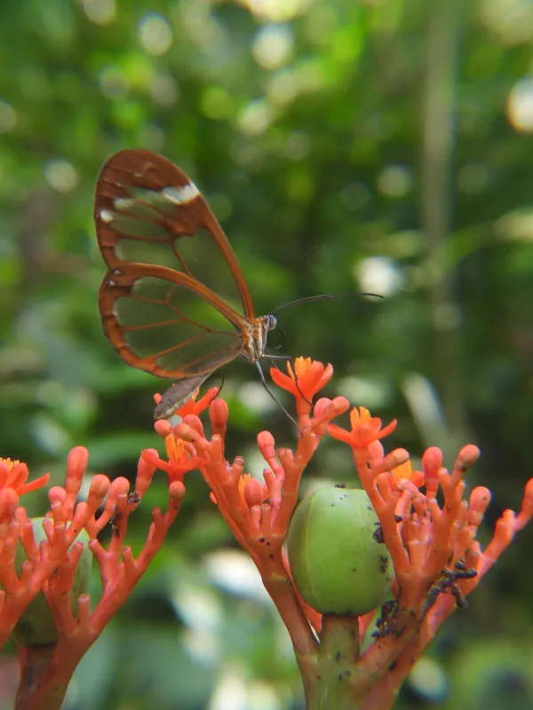 Mariposa de alas transparentes sobre flores naranjas