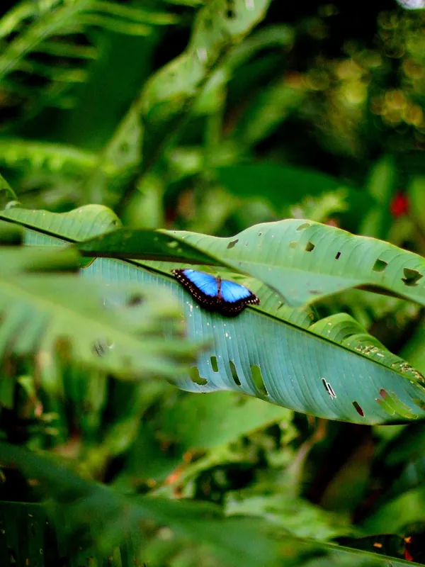 Mariposa morfo azul posada en una hoja