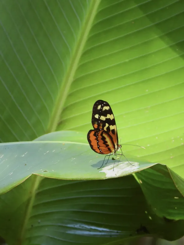 Mariposa naranja y negra sobre una hoja de plátano