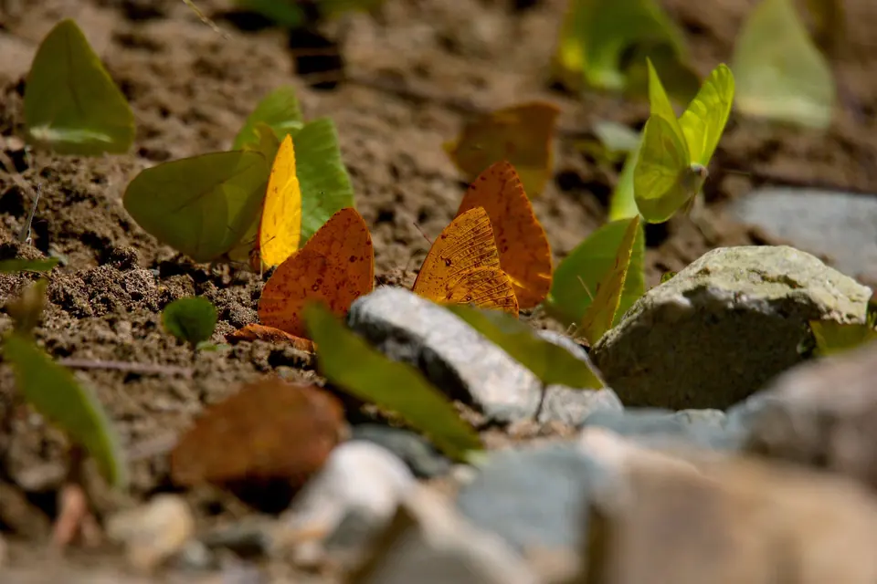 Mariposas posadas en piedras y tierra húmeda