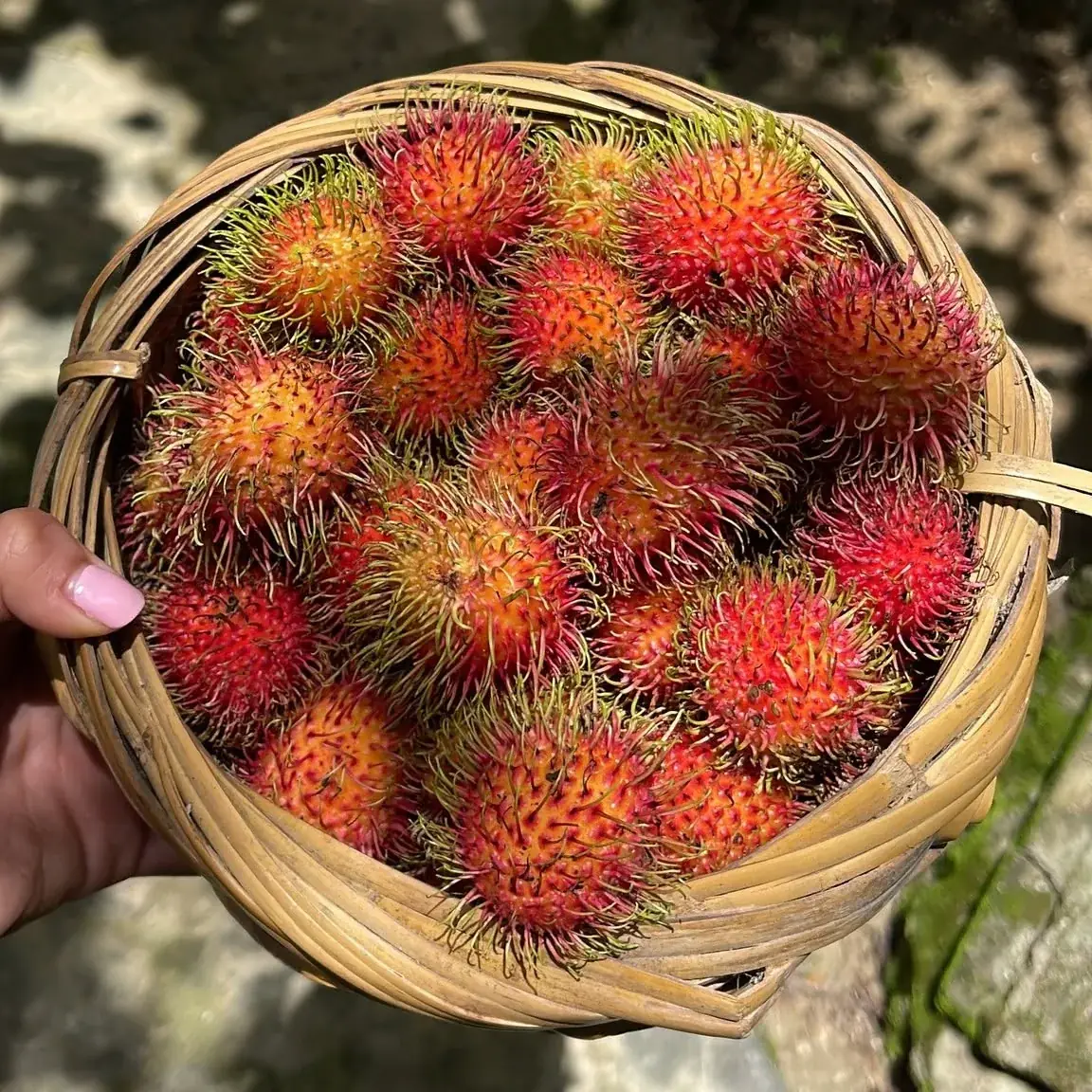 Canasta de rambután recién cosechado