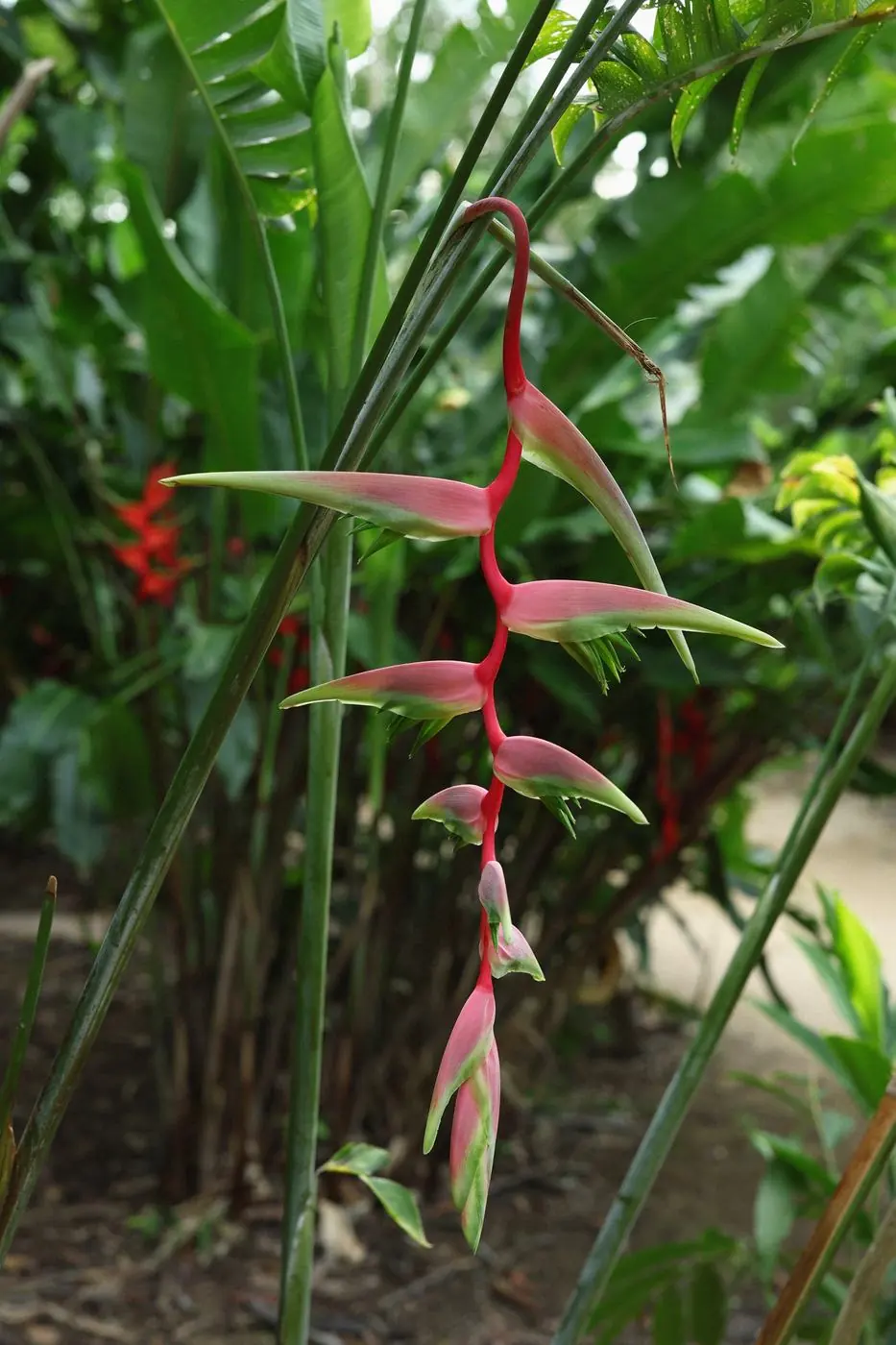 Heliconia rosa colgando entre hojas tropicales