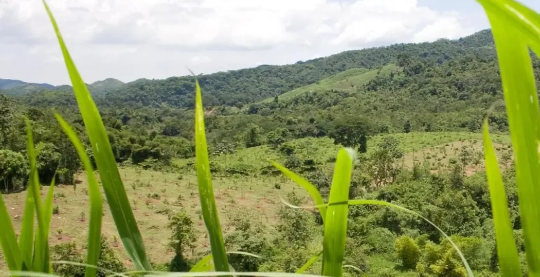 Colinas verdes con árboles jóvenes recién plantados y un estanque