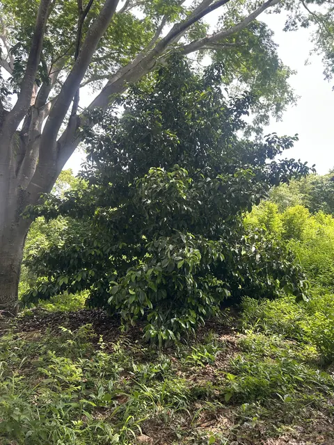Árbol de mangostán en el huerto