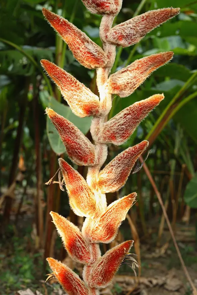 Heliconia de textura aterciopelada