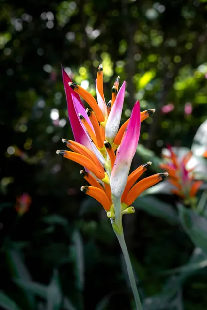 Heliconia naranja y rosa del jardín