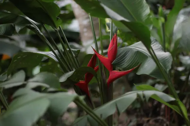 Heliconia roja entre hojas grandes