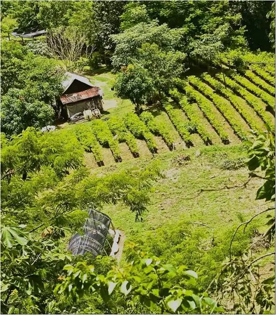 Hileras de árboles sembrados, vistas desde arriba
