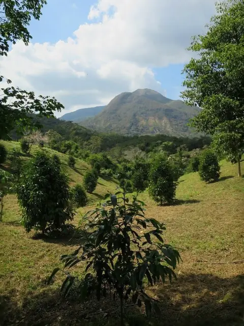 Huerto de mangostán