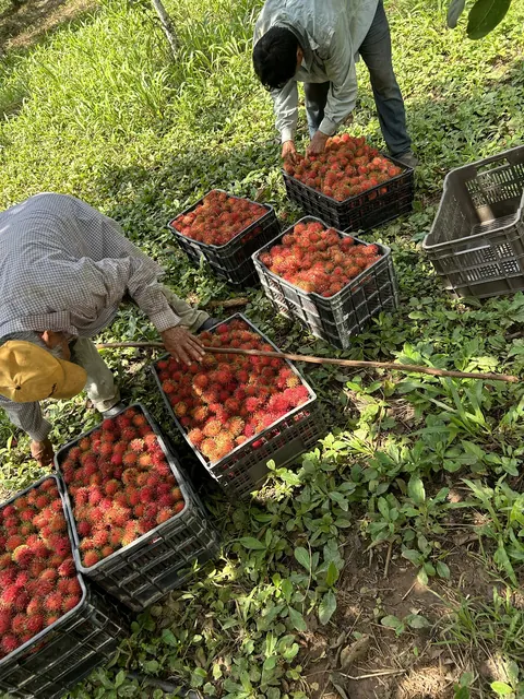 Cosecha de rambután en cajas